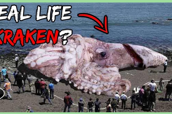 Kraken 14at