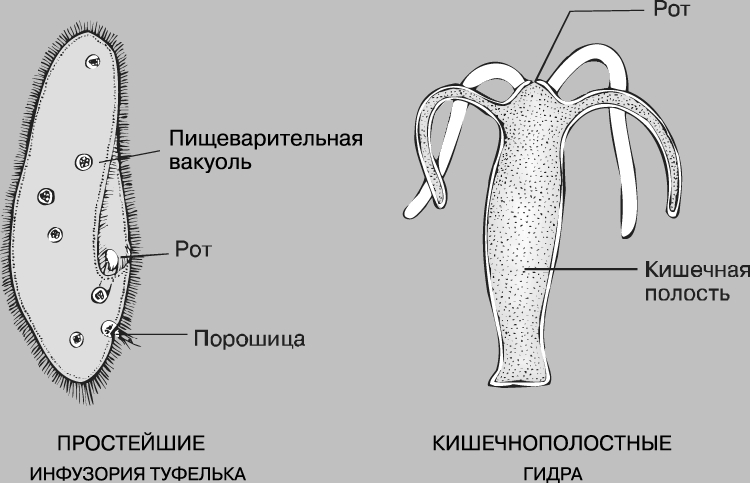 Кракен at